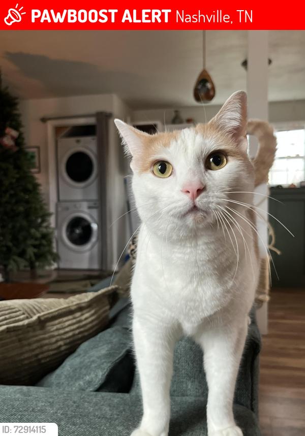 Lost Male Cat last seen Lane Drive and Revels Road Nashville TN 37207, Nashville, TN 37207