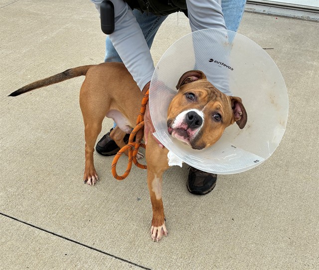 Shelter Stray Male Dog last seen Near BLOCK DELPARK TERRACE, Watterson Park, KY 40218