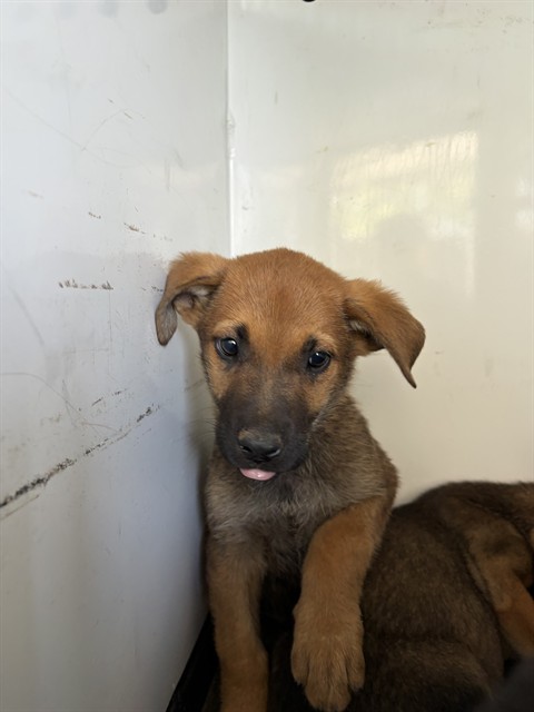 Shelter Stray Female Dog last seen Near BLK FLOWER ST, BAKERSFIELD, CA, Bakersfield, CA 93307