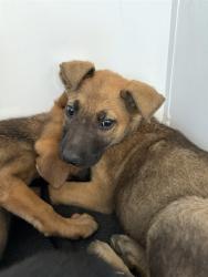 Shelter Stray Male Dog last seen Near BLK FLOWER ST, BAKERSFIELD, CA, Bakersfield, CA 93307