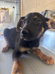 Shelter Stray Male Dog last seen Near BLK FLOWER ST, BAKERSFIELD, CA, Bakersfield, CA 93307