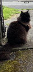 Lost Male Cat last seen Nearbrook Road, Woodhouse Lane,, Wythenshawe, England M22 9ND