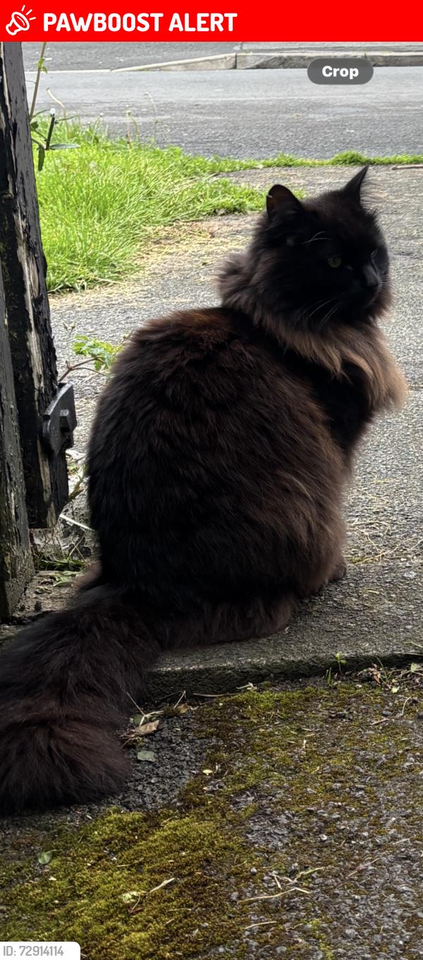Lost Male Cat last seen Nearbrook Road, Woodhouse Lane,, Wythenshawe, England M22 9ND
