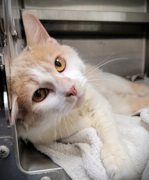 Shelter Stray Female Cat last seen , Los Angeles, CA 90047