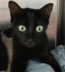 Shelter Stray Female Cat last seen EAGLE BAY, DOCTORS LAKE, Jacksonville, FL 32204