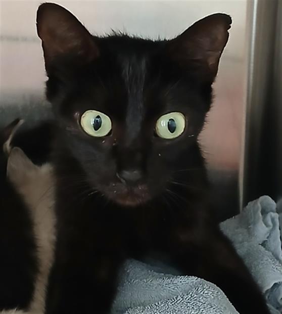 Shelter Stray Female Cat last seen EAGLE BAY, DOCTORS LAKE, Jacksonville, FL 32204