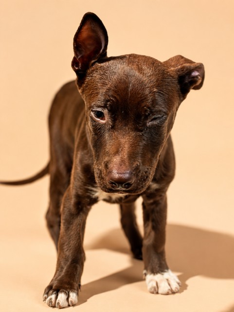 Shelter Stray Male Dog last seen Near BLOCK ACACIA ST, Jacksonville, FL 32204