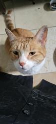 Found/Stray Male Cat last seen Walnut lane & Henry ave, Philadelphia, PA 19128