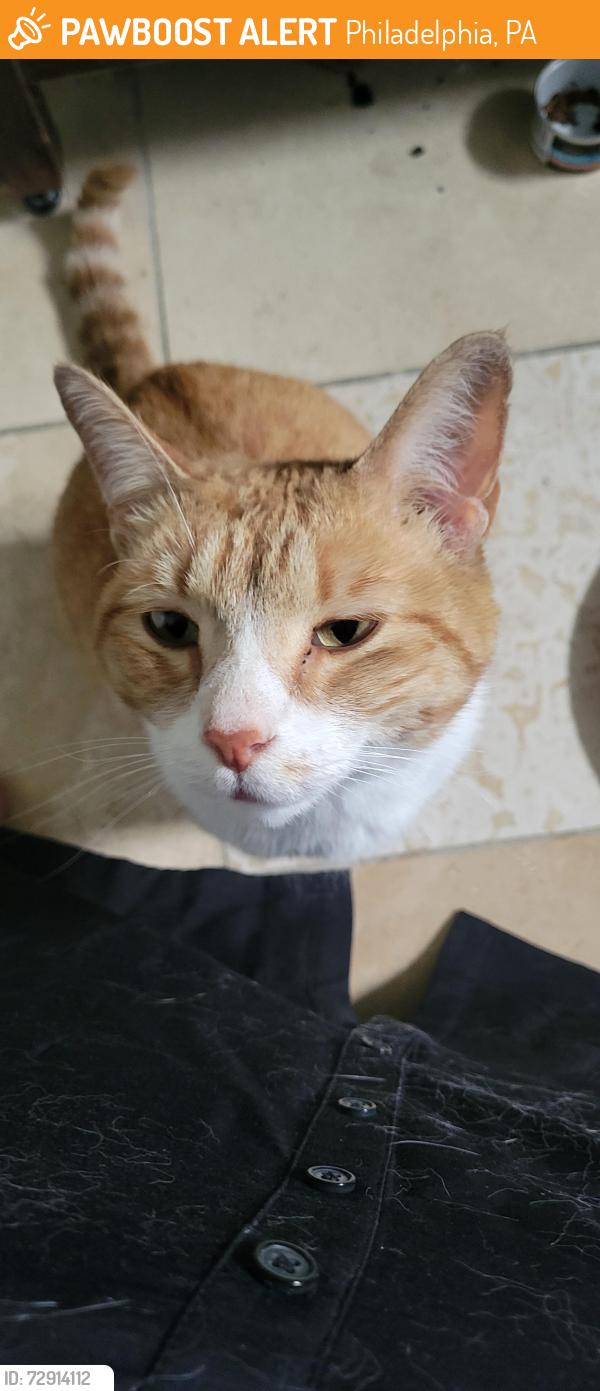 Found/Stray Male Cat last seen Walnut lane & Henry ave, Philadelphia, PA 19128