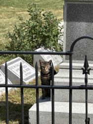 Found/Stray Unknown Cat last seen Was hanging around cemetery but ran north, Boulder, CO 80302
