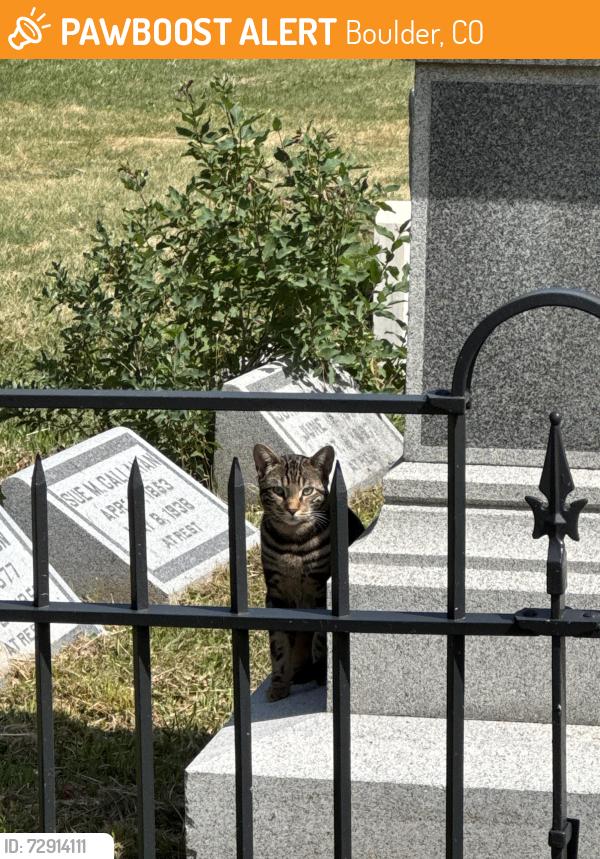 Found/Stray Unknown Cat last seen Was hanging around cemetery but ran north, Boulder, CO 80302