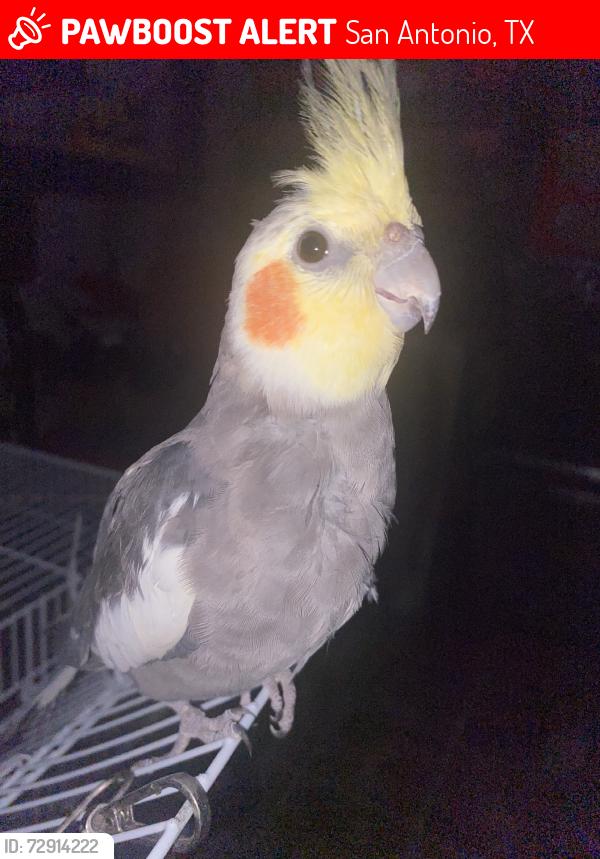 Lost Male Bird last seen Division Ave, San Antonio, TX 78214