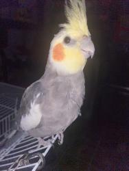 Lost Male Bird last seen Division Ave, San Antonio, TX 78214