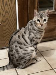 Reunited Male Cat last seen  Wilshire Ln in Northgate, Arlington Heights, IL 60004