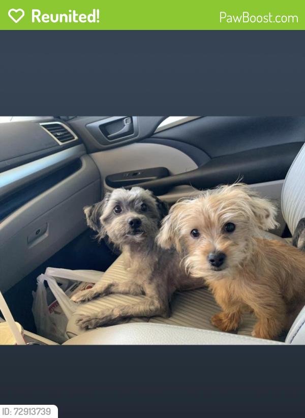 Reunited Male Dog last seen Blue diamond, Las Vegas, NV 89178