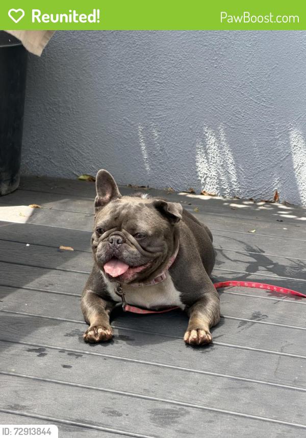 Reunited Female Dog last seen Near Yarmouth Ave, Reseda, CA 91335, USA, Los Angeles, CA 91335