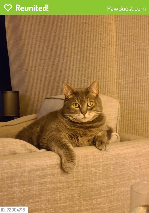 Reunited Male Cat last seen Stacy Ln; Cumberland st , Austin, TX 78704