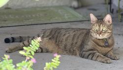 Reunited Female Cat last seen Corner of Riverbend and Rock Ave, Citrus Springs, FL 34433