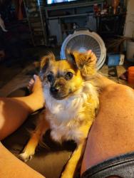 Reunited Female Dog last seen Washington ave, Greenville, SC 29611