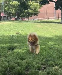 Lost Male Dog last seen Morrell Ave and Monroe Ave, Kansas City, MO 64123