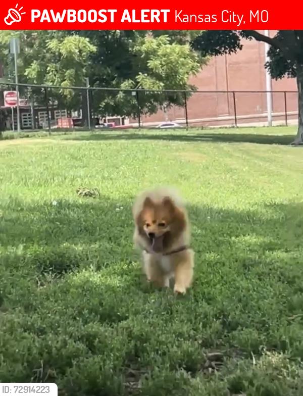Lost Male Dog last seen Morrell Ave and Monroe Ave, Kansas City, MO 64123