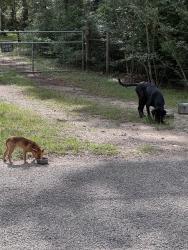 Found/Stray Male Dog last seen White rock rd , Conroe, TX 77306
