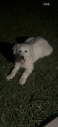 Lost Female Dog last seen Bagby Ave , Waco, TX 76711
