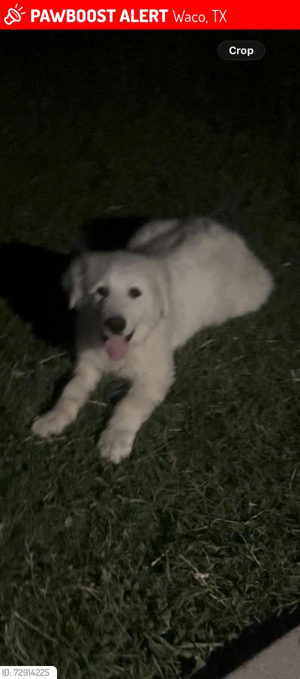 Lost Female Dog last seen Bagby Ave , Waco, TX 76711