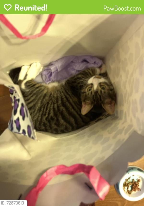Reunited Male Cat last seen Hillcrest dr, Knoxville, TN 37918