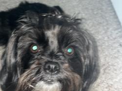 Lost Female Dog last seen gtbray park, Bradenton, FL 34209