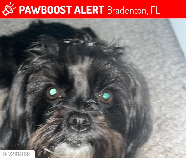 Lost Female Dog last seen gtbray park, Bradenton, FL 34209