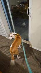 Reunited Female Dog last seen New Life HL Adult Medical Daycare, Milford Mill, MD 21244