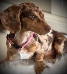 Reunited Female Dog last seen Naranja ln, Pharr, TX 78577