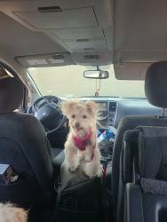 Lost Female Dog last seen Rake ct and Donal , San Leandro, CA 94578