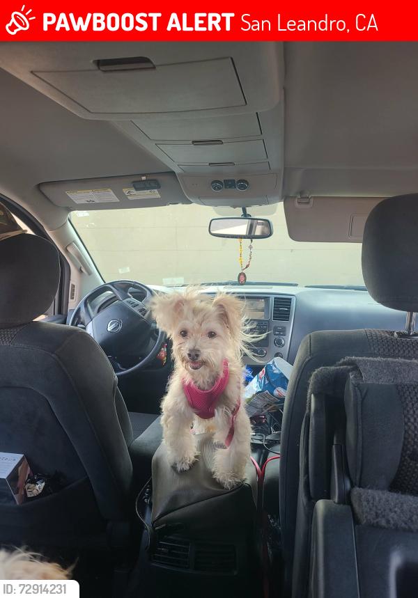 Lost Female Dog last seen Rake ct and Donal , San Leandro, CA 94578