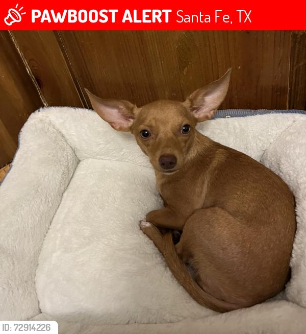 Lost Female Dog last seen Near Santa library, Santa Fe, TX 77510
