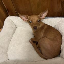 Lost Female Dog last seen Near Santa library, Santa Fe, TX 77510