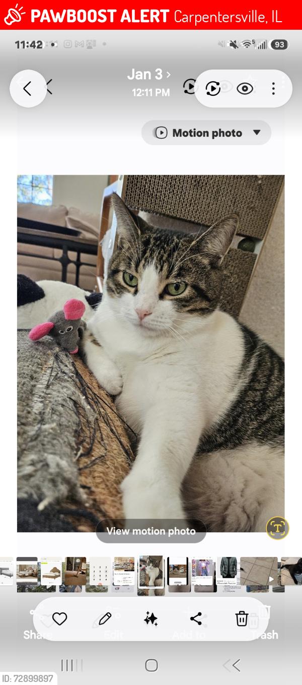 Lost Male Cat last seen Sierra Woods Lane and Miller Road, Carpentersville, IL 60110