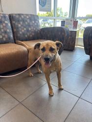 Reunited Male Dog last seen Hashem Dr by the pond , Modesto, CA 95355