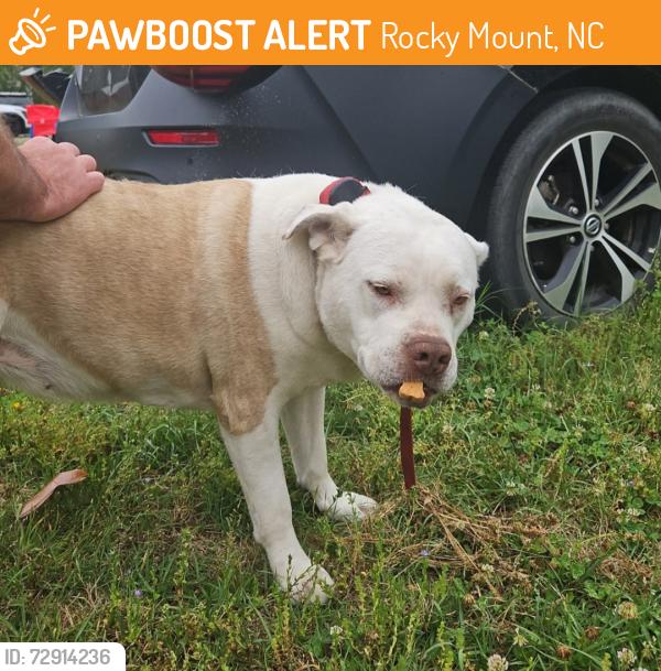 Found/Stray Female Dog last seen Harrisontown rd, Rocky Mount, NC 27804