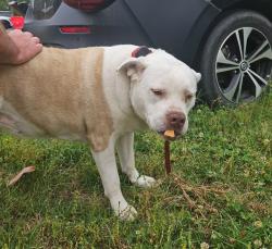 Found/Stray Female Dog last seen Harrisontown rd, Rocky Mount, NC 27804