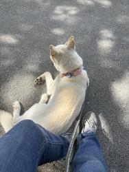 Reunited Female Dog last seen Kirk and Palm Bay circle, West Palm Beach, FL 33406