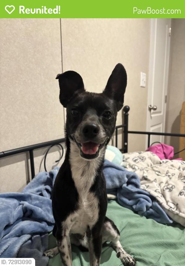 Reunited Female Dog last seen Rosebud church rd - angels attic area, Elm City, NC 27822