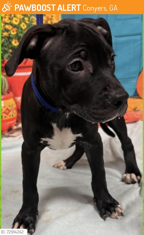 Found/Stray Unknown Dog last seen Located at Rockdale County Animal Service, 1506 Rockbridge Road, Conyers, GA 30012, Conyers, GA 30012