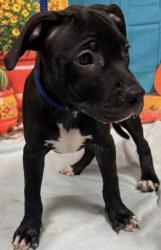 Found/Stray Unknown Dog last seen Located at Rockdale County Animal Service, 1506 Rockbridge Road, Conyers, GA 30012, Conyers, GA 30012