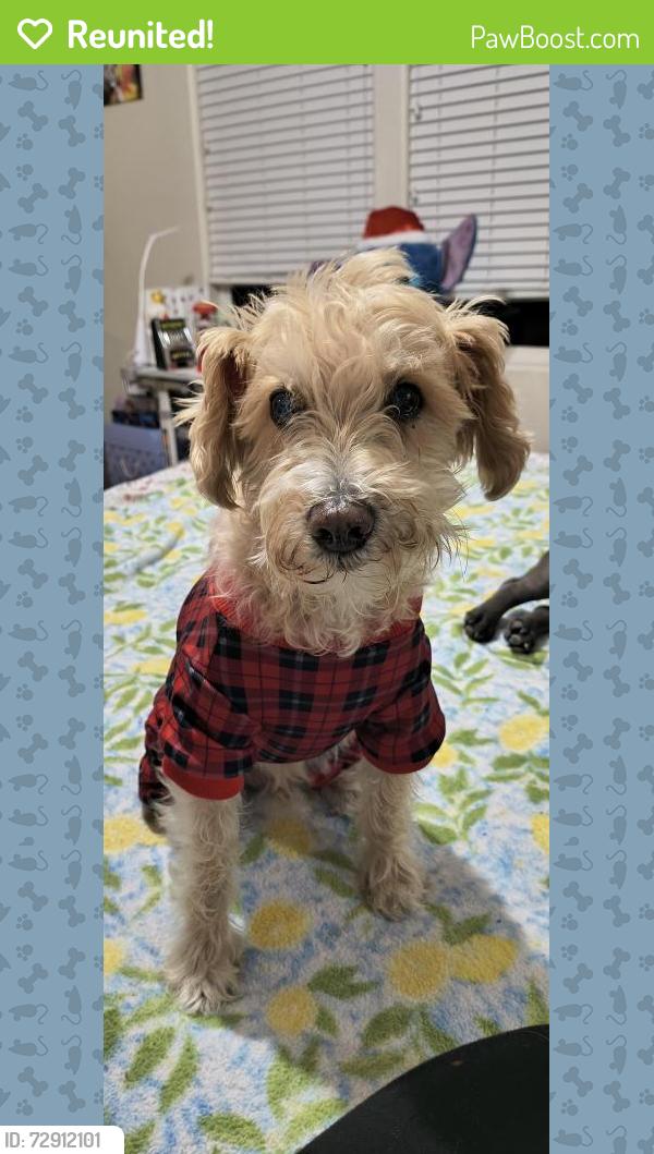 Reunited Female Dog last seen The orchards hilgenberg ln, Albuquerque, NM 87121
