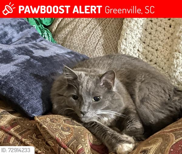 Lost Male Cat last seen Near Wenwood Circle, Greenville, SC 29607