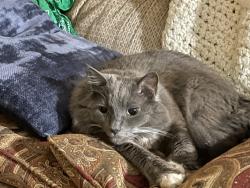 Lost Male Cat last seen Near Wenwood Circle, Greenville, SC 29607