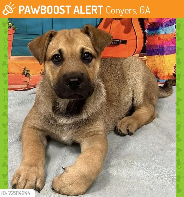 Found/Stray Unknown Dog last seen Located at Rockdale County Animal Service, 1506 Rockbridge Road, Conyers, GA 30012, Conyers, GA 30012