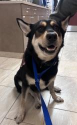 Found/Stray Unknown Dog last seen Patterson rd, Houston, TX 77084